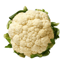 Wholesale Export Natural 2021 New Fresh Vegetable Supplier White Fresh Cauliflower